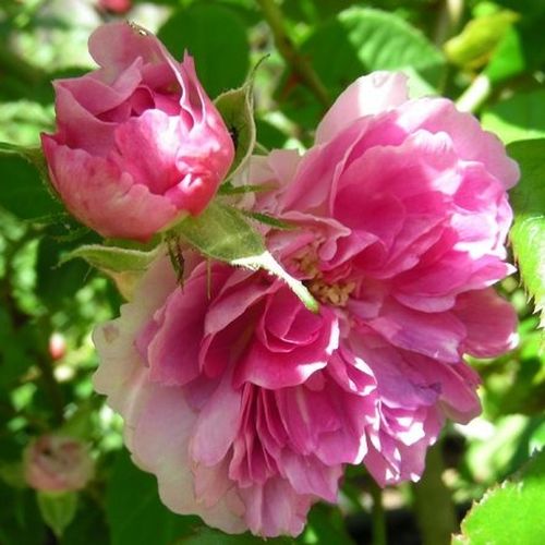 Rosa scuro con petali esterni bianchi - Rose Romantiche - Rosa ad alberello0